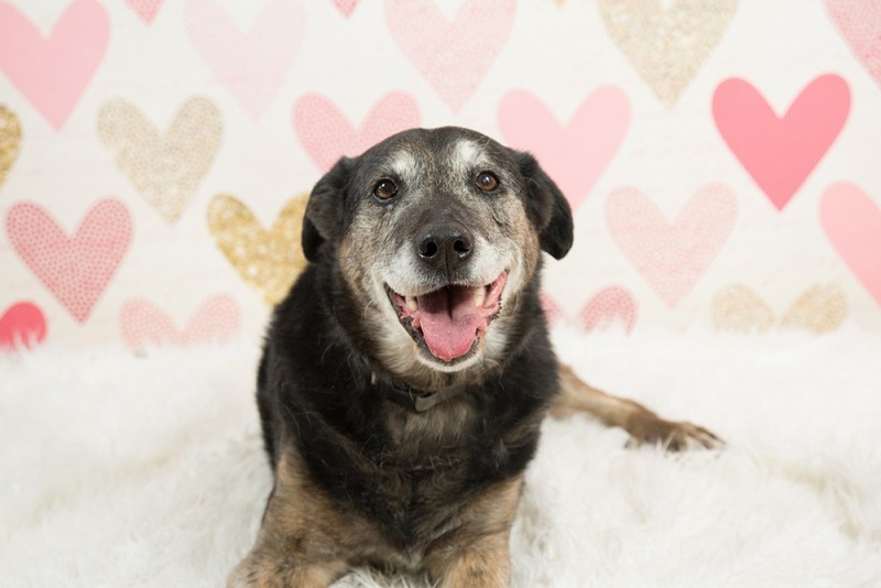 rocco-smilingdog-1